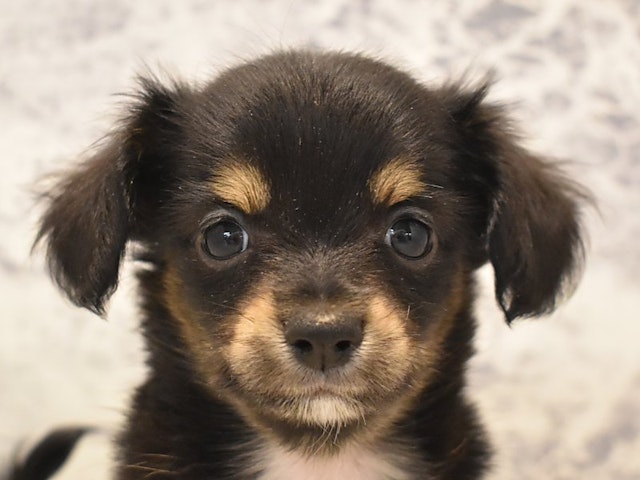 神奈川県のハーフ犬 (ペッツワン相模原愛川インター店/2024年2月24日生まれ/女の子/ブラックタンホワイト)の子犬